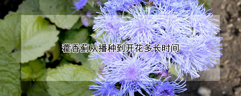 藿香蓟从播种到开花多长时间