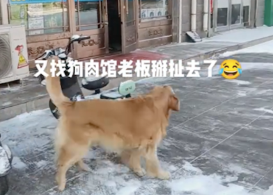 金毛每次路过狗肉店的时候，都会对着门口吼叫