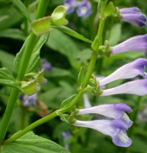肺炎克雷杆菌白细胞高_克雷白杆菌肺炎_肺炎克雷杆菌白细胞偏高