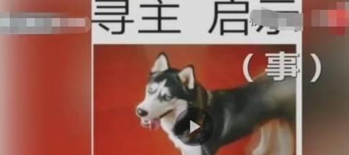 宠物狗走丢变成流浪狗，满世界找主人，路人坐等两小时后做了决定