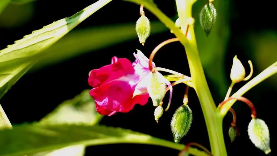 色彩斑斓的凤仙花及其毒性与花期介绍！