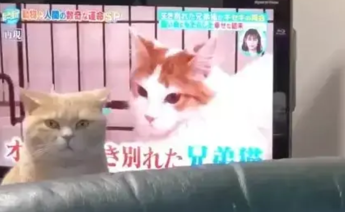 当猫咪发现铲屎官在看别的猫时，嫉妒让猫面目全非