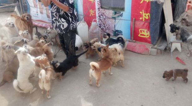 救过数千只狗的7旬老人，如今抱狗求人的模样让人泪目...