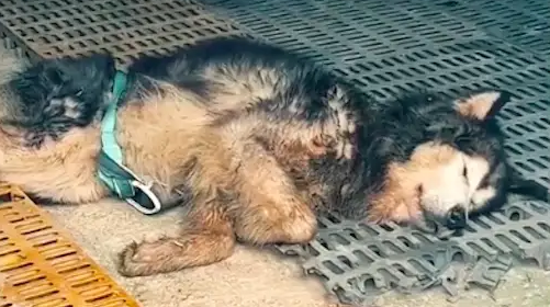狗狗脖子受伤深可见气管，志愿者开车百里救它，发现人在现场蹲守