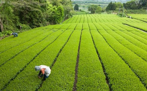 在农村的大量耕地