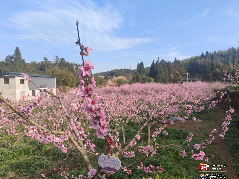 福州果桃花盛 已成春日主角之一