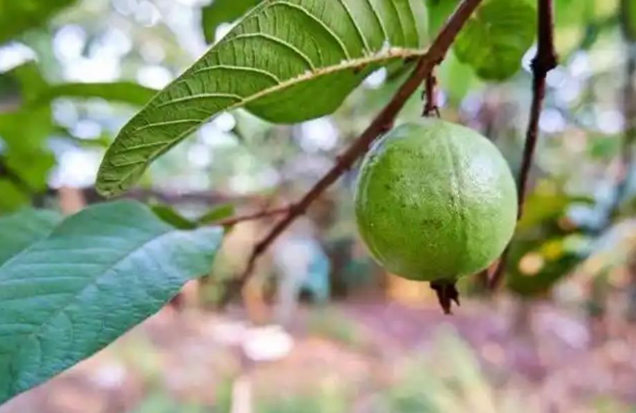 新鲜芭乐果的味道、口感与种植产地介绍