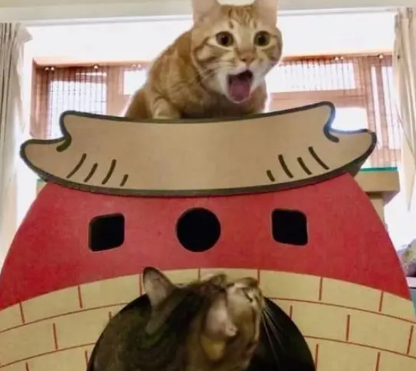 铲屎官给猫咪们买了新窝，想拍照留念，不料出现爆笑画面