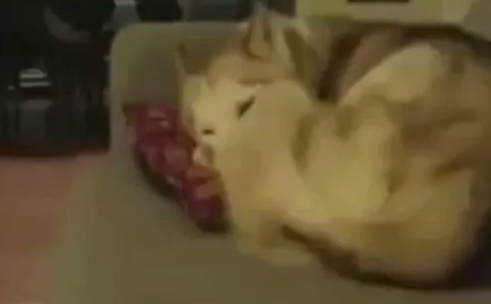猫咪把哈士奇当成了垫子，上去之前还要先按一按软不软