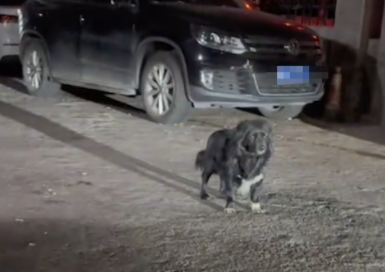流浪狗只敢吃垃圾，男生专门给它买了一盒猪脚，它却害怕转身就跑
