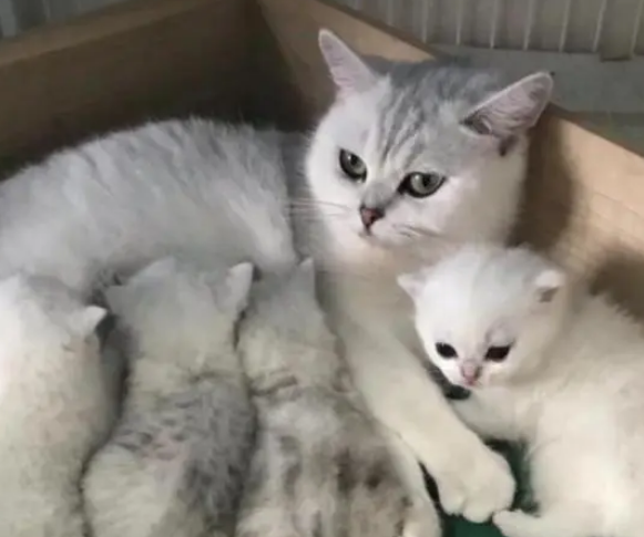 猫咪升级当爸，照顾孩子累到睡着，猫妈不放心在一旁盯着