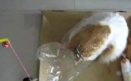 橘猫总是搞破坏，主人气急把它吊起来惩罚，猫的反应让人笑喷了 
