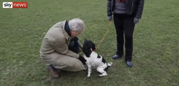 果然被猜中了！疫情期间购买的幼犬，被大量遗弃...