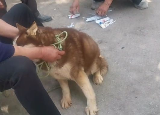 哈士奇刚下狗肉车就恢复本性，看到集市里的鸽子眼睛就发光