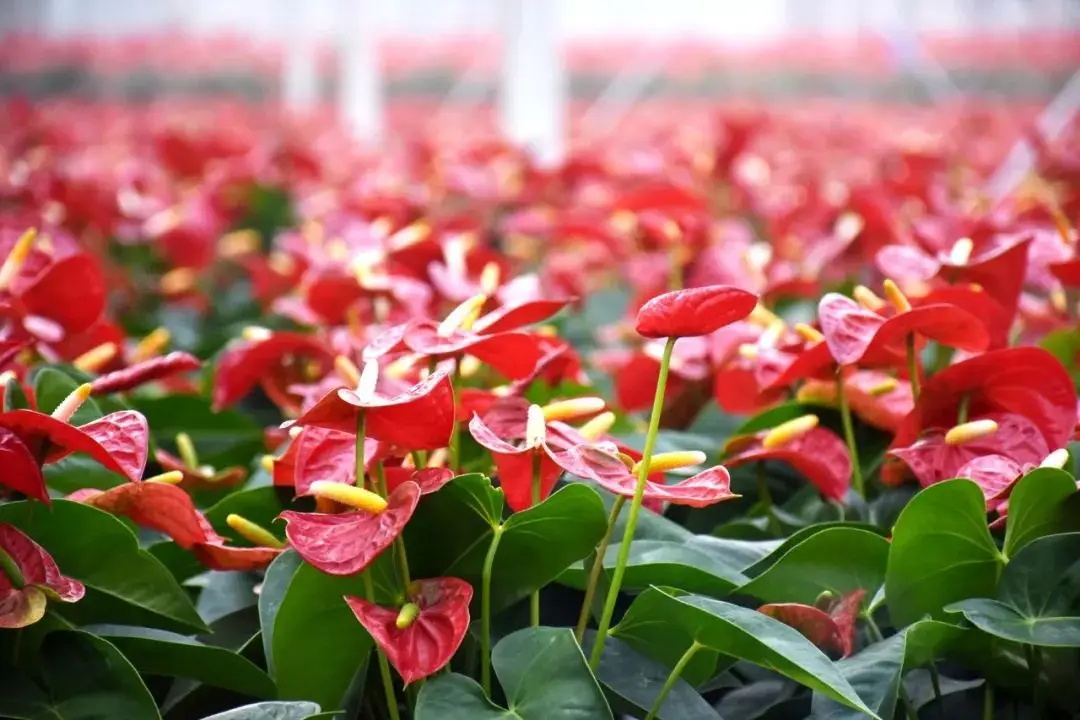 集成技术是什么意思_3s技术与集成_集成技术员