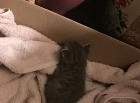 流浪猫妈不请自来，带着一只小猫入住，第二天多了5只猫