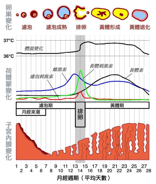 怀孕女人情绪有啥变化_怀孕女人流产视频_女人怎样怀孕