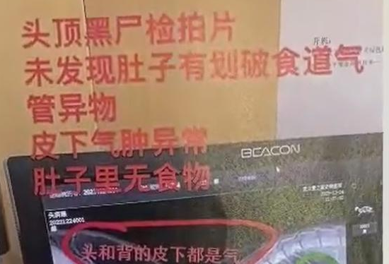 武汉男子领养流浪猫虐待致死，尸检报告揭露其残忍行径