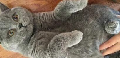 女子在网上买了只蓝猫，刚开始挺萌，养大后想退货：这猫我吸不了