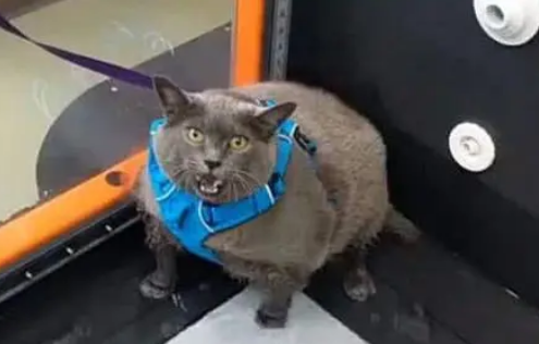 主人带猫去减肥，看到猫咪在跑步机上的动作笑喷：太敷衍了吧