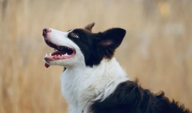 城市里的大量流浪犬该怎么处理