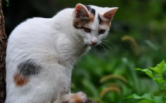 北京动物园暂缓清理流浪猫，建45个猫窝助其过冬