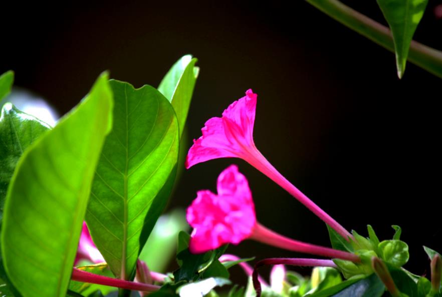 五香梅是梅花吗，什么时候开花？