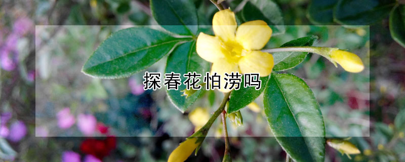 探春花怕涝吗