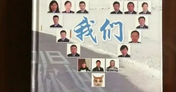 橘猫当上了“公务员”，业务能力出色，走上了猫生巅峰啊