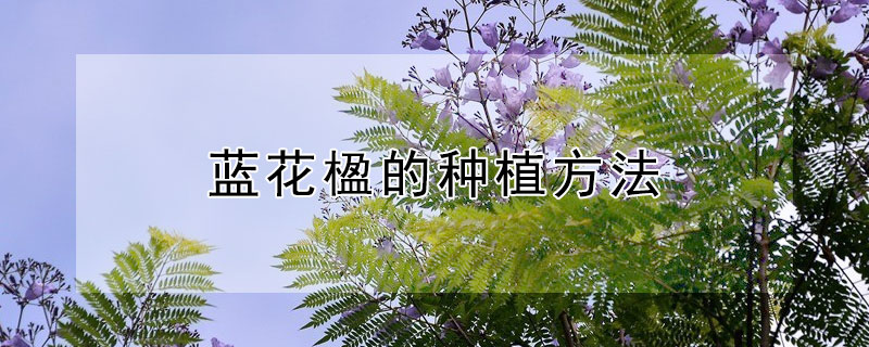 蓝花楹的种植方法