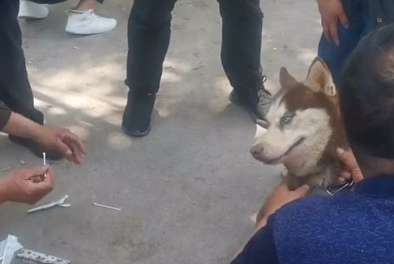 哈士奇刚下狗肉车就恢复本性，看到集市里的鸽子眼睛就发光