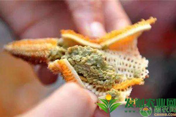 吃海星可以壮阳吗？海星的功效作用及食用方法