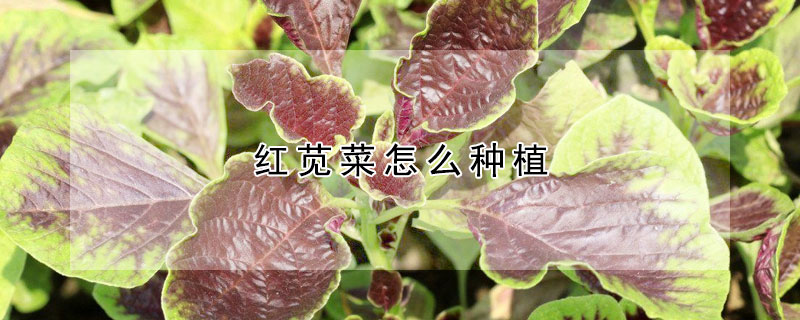 红苋菜怎么种植