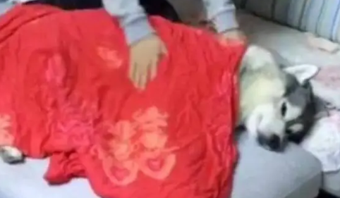 这是我见过最正常的哈士奇，不过就是主人开始犯二了