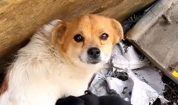 “无主”动物引发纠纷，流浪猫狗需被重视
