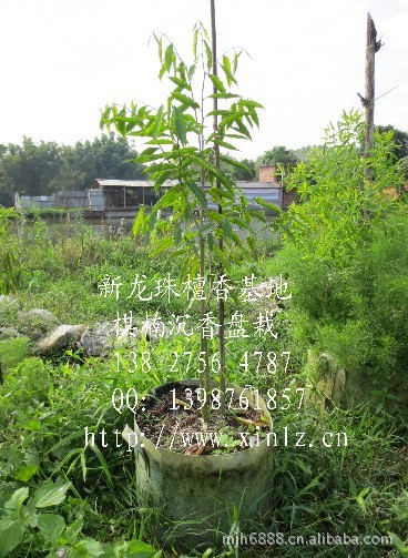 qq文件夹保存位置无效_无效文件夹是什么原因_qq上无效的文件如何找回