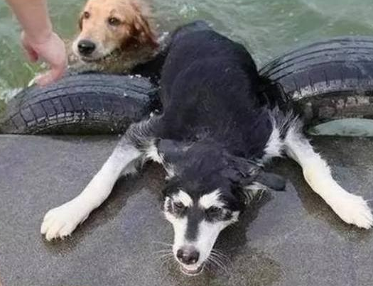金毛屡被二哈欺负，这天宠主带它们去玩水，心机狗金毛整得二哈鬼哭狼嚎，憋笑 