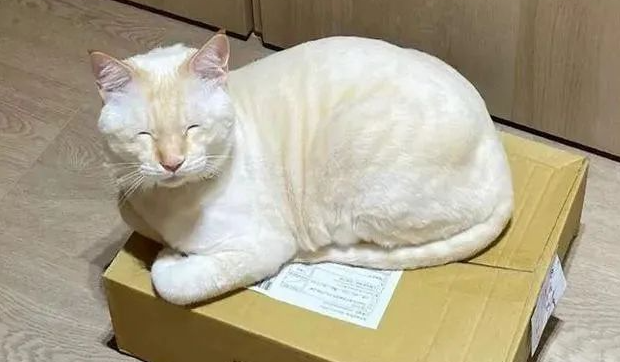 网友领养了只白净的小猫，长大后竟然糊了，更胖若两猫，真神奇！