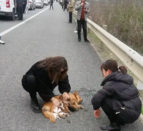 过完年带狗回去遇上堵车，它竟半路上生崽了