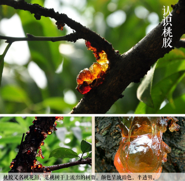 认识桃胶
