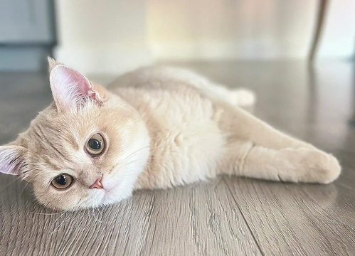 看到猫咪睡觉，男子忍不住去撸，猫咪的反应让人哭笑不得！