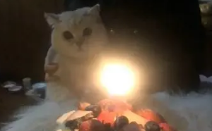 给家里的猫咪过生日，懵逼的喵：今天啥日子啊！看上去很热闹啊