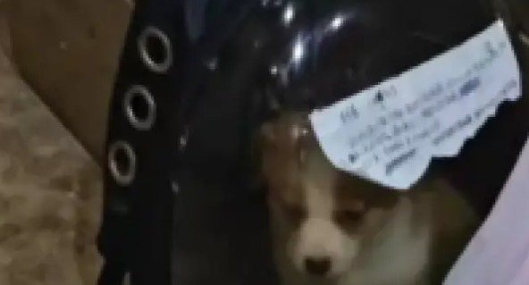 小柯基因为患上狗瘟，就被主人无情遗弃，后来被人拎走“玩”去了