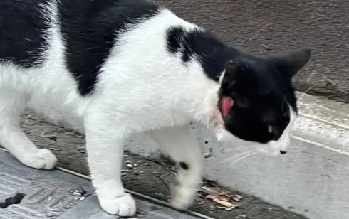 打羽毛球被流浪猫绊倒，投喂者赔偿24万元，合理吗？