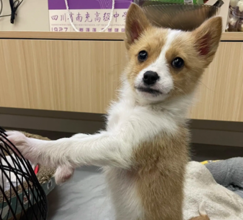 花600块钱买的柯基犬，长大却变成了串串狗！