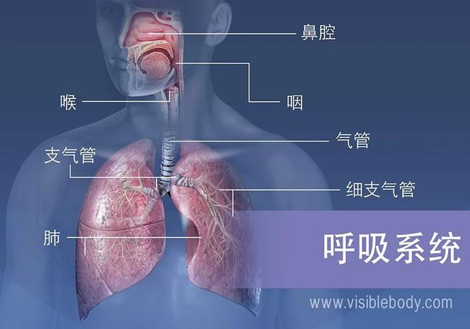 肺白是什么症状_白肺是什么_肺白是痰吗