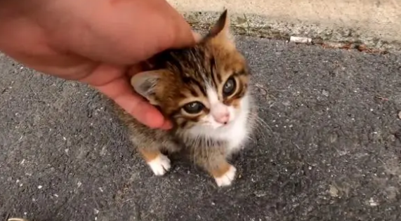 让流浪猫帮忙找丢失的猫，但有种猫靠不住，还可能更糟糕