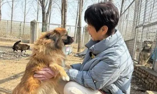 一名高校老师与她救助的800只流浪犬