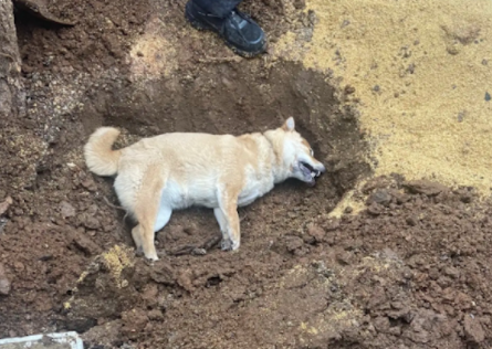狗狗突发急性脑膜炎，从发病到死去仅10分钟，主人一时无法接受！