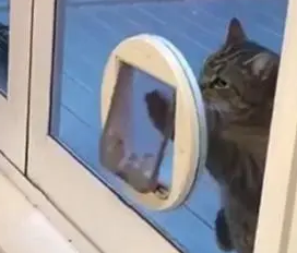 猫咪太胖钻不过“猫门”，直到看到这一幕，才发现被它骗了
